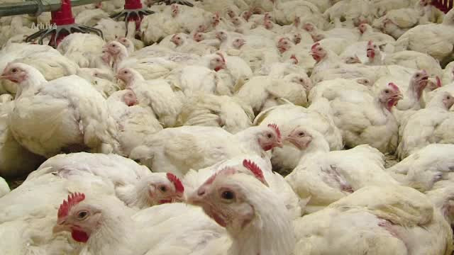 Inspectorul pro hormoni