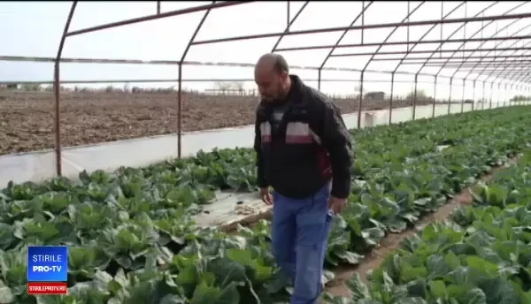 Planta care îi va salva pe fermierii români în bătălia cu clima. "Scapă şi la ploi acide"