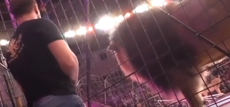 Momentul terifiant în care un bărbat este atacat de un leu. „Ei sunt copiii mei”. VIDEO