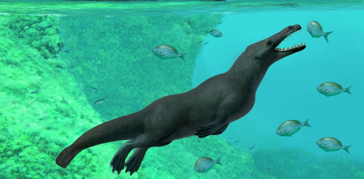 Resturile unei balene cu 4 picioare, găsite în Peru. Cum mergea pe uscat