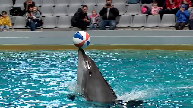 Ni Ni și Chen Chen primesc întăriri pentru spectacole. La Delfinariu vin foci și pinguini