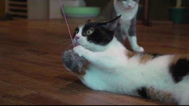 Dupa 8 luni de studiu, cercetătorii au aflat că pisicile reacționează când le spui numele