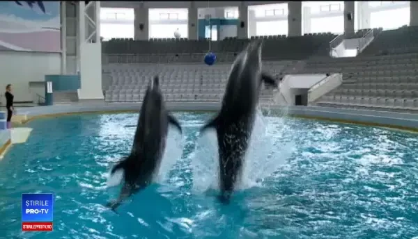 Ni Ni și Chen Chen primesc întăriri pentru spectacole. La Delfinariu vin foci și pinguini