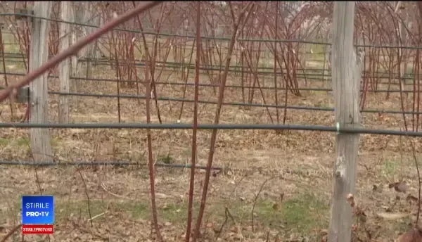 Cât vom plăti anul acesta pentru o caserolă de zmeură sau de afine. De vină este seceta