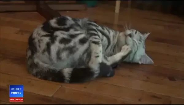 Dupa 8 luni de studiu, cercetătorii au aflat că pisicile reacționează când le spui numele