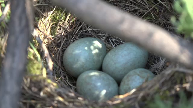 Cuib cu ouă verzi, găsit de copii după toaletarea unui parc din Mureş. Reacţia biologilor