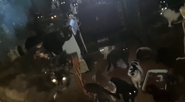 41 de pisici ţinute în beznă într-o bucătărie de apartament. Explicaţia proprietarilor