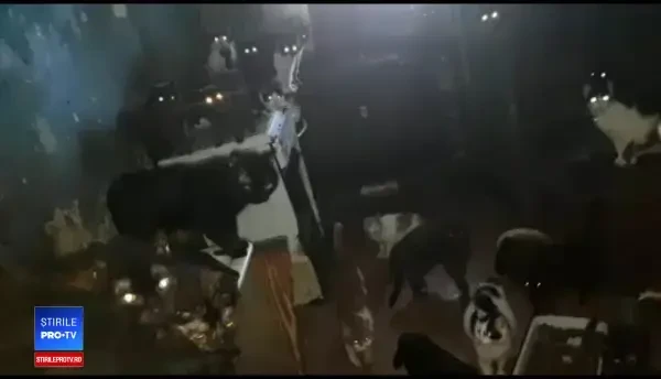 O femeie din București ținea 41 de pisici închise într-o bucătărie, fără lumină