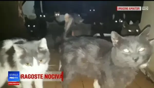 O femeie din București ținea 41 de pisici închise într-o bucătărie, fără lumină