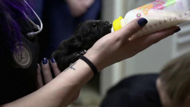 Record pentru o cățelușă din SUA. Câți pui a adus pe lume