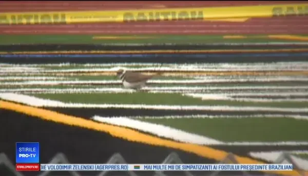 Liceul unde elevii nu pot folosi terenul de sport din cauza păsărilor. "Cândva le omoram"