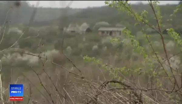 Bătrână moartă, mutilată de câini, după ce a fost trimisă acasă de medicul de gardă