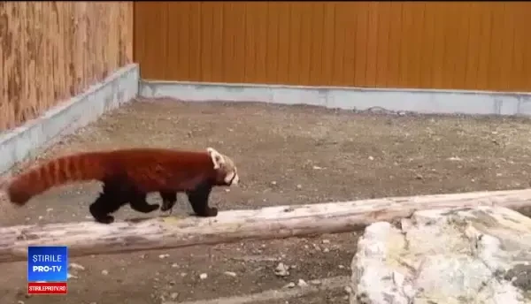 Primul exemplar de panda roșu din România. Peggy are o cușcă de 100.000 de euro