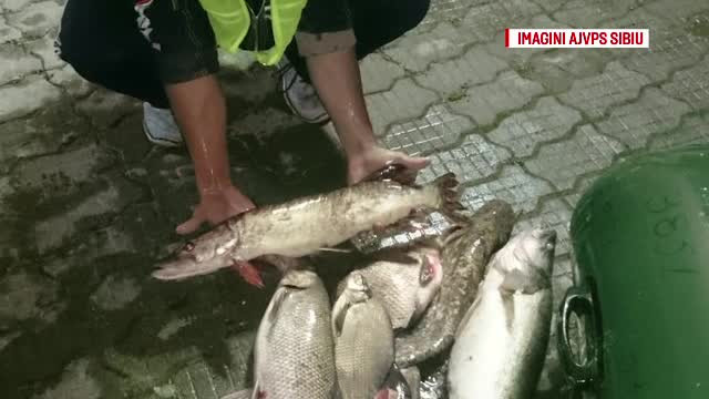 Patru vâlceni au fost prinși cu jumătate de tonă de pește pescuit ilegal