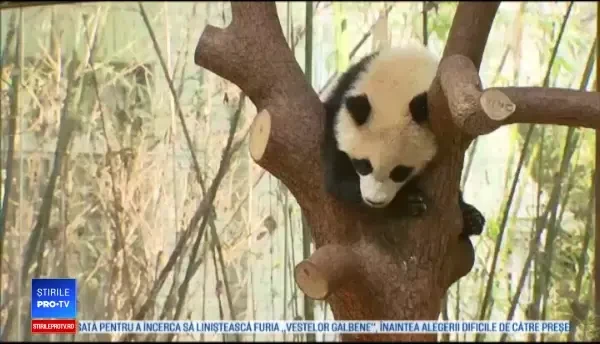 Motivul pentru care un panda uriaş refuză să se mişte. E păzit ca să nu cadă din copac