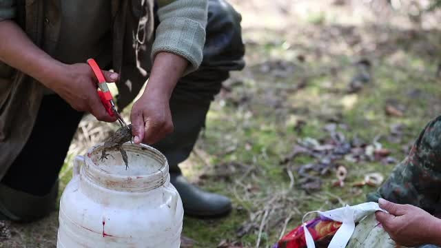 CAMERA ASCUNSĂ. Cum se desfășoară comerțul cu picioare de broască, sub nasul autorităților