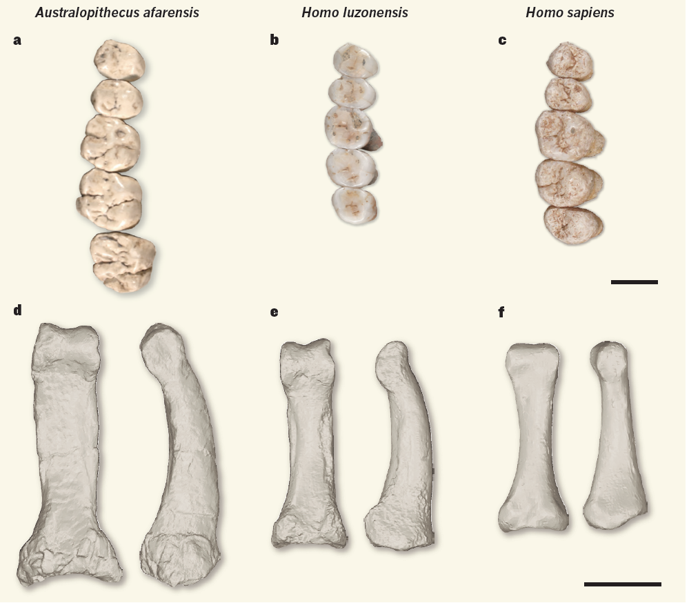 A fost descoperită o nouă specie umană. Explicațiile oamenilor de știință