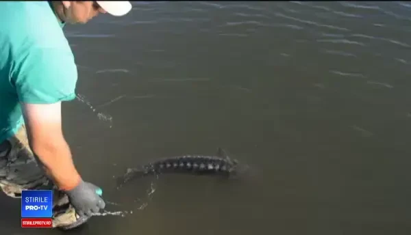 Experiment. Traseul unui morun eliberat de cercetători în Dunăre, în urmă cu 6 ani.