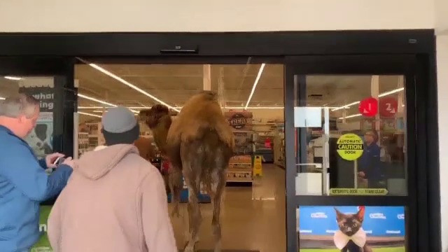Motivul pentru care un bărbat a intrat cu cămila într-un magazin din SUA. FOTO