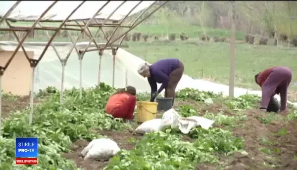 Fermierii din Sahara Olteniei au scos primii cartofi noi. Prețul cu care se vând