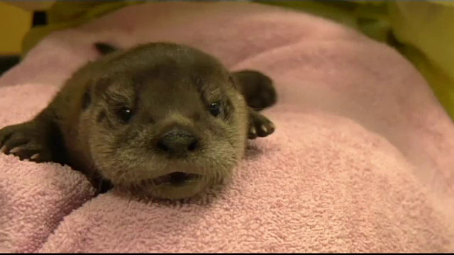 Imagini emoționanțe cu un pui de vidră. Ce vor să facă cu el cei de la grădina zoologică