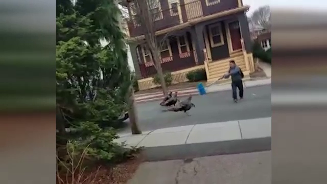 Localnicii dintr-un orășel american, atacați de curcani. Ce a pățit o femeie însărcinată