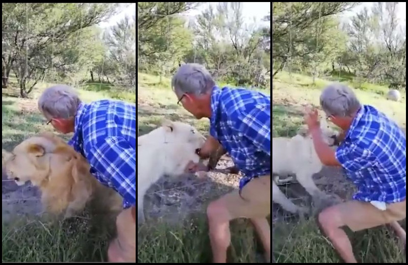 Momentul terifiant în care o leoaică e la un pas să-i smulgă brațul unui turist