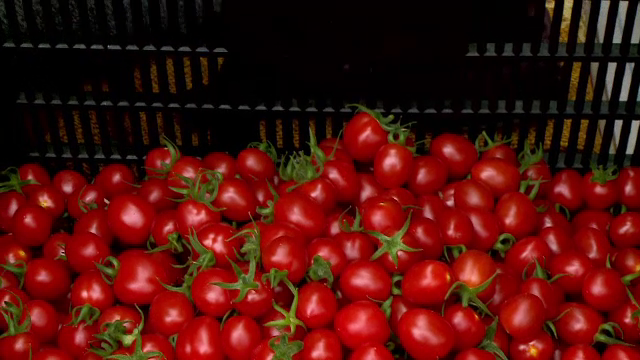 Cât costă roșiile românești ajunse pe piață. Specialiştii au creat 4 soiuri noi