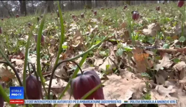 Românii fac grătar într-o zonă protejată. „Nu respectă nicio regulă a bunului simț”