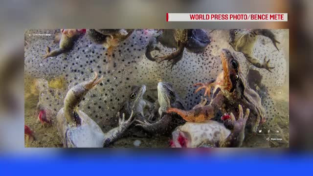 O poză care surprinde cruzimea braconierilor din România, premiată. A fost publicată de The Guardian