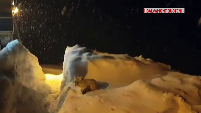 Vizită inedită la Refugiul Salvamont din Bucegi. Mița a venit să ceară de mâncare