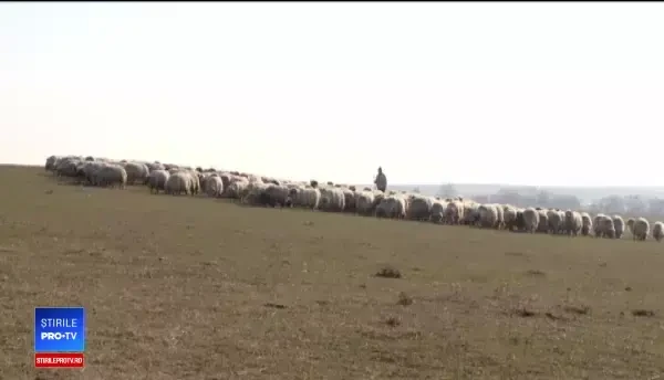 Pesta porcină afectează și mieii, la preț. Mai multe centre de sacrificare, închise