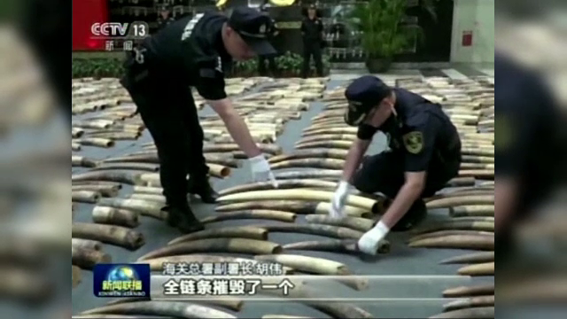Captură impresionantă. Autorităţile chineze au confiscat peste 7 tone de fildeş