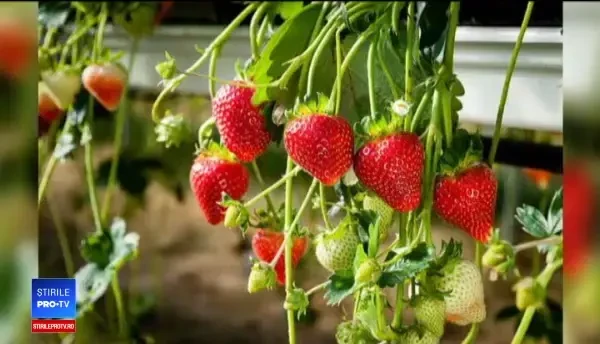 România, invadată de căpşunile turceşti ieftine. "I-a aşezat Dumnezeu mai în sud"