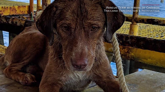 Povestea câinelui salvat din mare, la 200 km de țărm. A fost botezat "Supravieţuitorul"