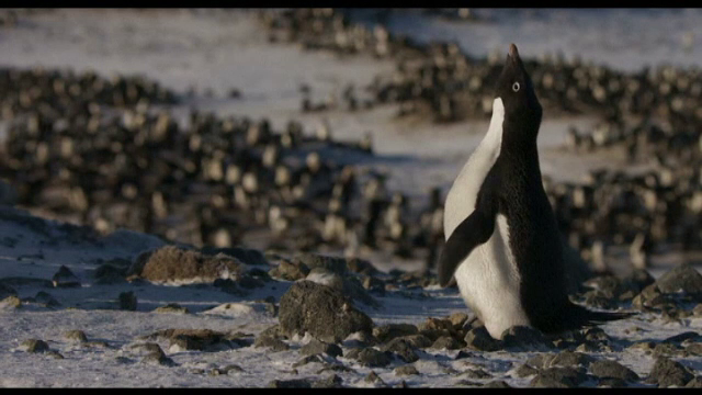 Pinguinul Steve, personajul unui documentar Disney despre schimbările climatice