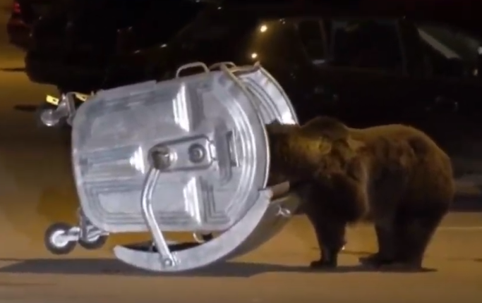 Trei urși s-au urcat pe mașini și au răsturnat tomberoane în Bușteni. VIDEO