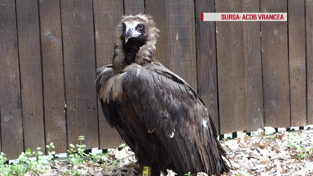 Un om din Vrancea s-a trezit cu un exemplar ”dispărut” în curte. ”Foarte mare, cioc imens”