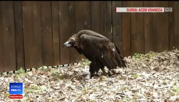 Un om din Vrancea s-a trezit cu un exemplar ”dispărut” în curte. ”Foarte mare, cioc imens”