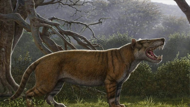 Cel mai mare mamifer carnivor care a trăit vreodată pe Pământ, descoperit în Kenya
