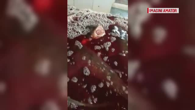 Imagini greu de privit. Ce au găsit inspectorii ANPC într-un magazin, înainte de Florii