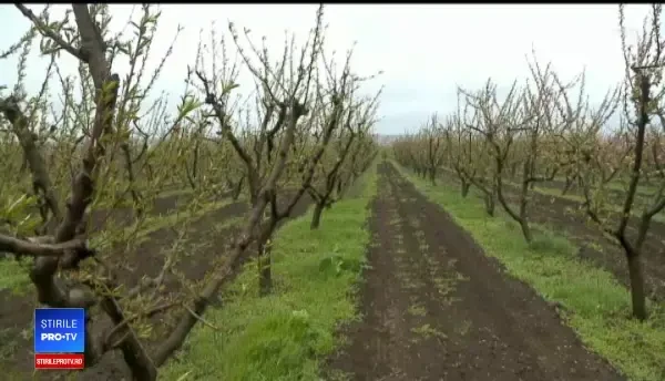 Schimbările climatice afectează și pomii fructiferi. „Preţul aproape că se va dubla”
