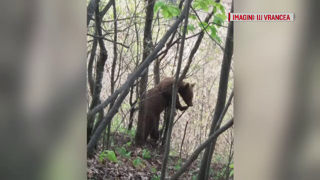 Gestul unui bărbat care a ajuns într-o pădure din Vrancea. A sunat imediat la 112