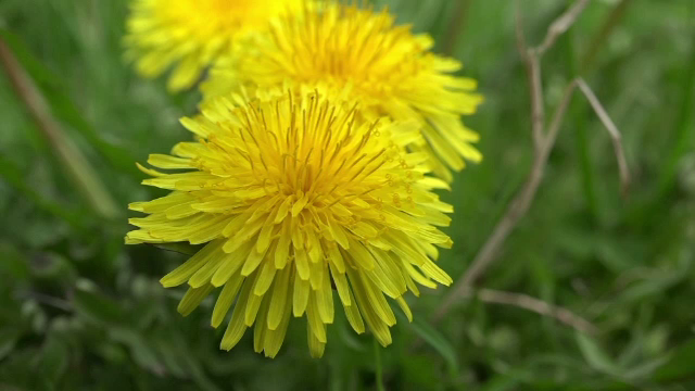 Păpădie - remediul natural pentru detoxifiere și sănătate. Cum să folosești această plantă pentru proprietățile sale