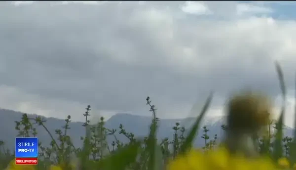 Păpădia, o afacere de zeci de mii de euro. Beneficiile ascunse ale plantei