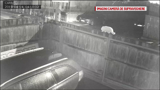 Julieta, pisica furată din Bacău, a ajuns la Poliție... tunsă. Explicația suspectului