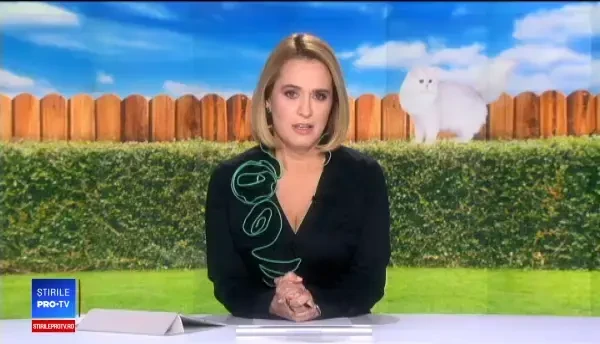 Julieta, pisica furată din Bacău, a ajuns la Poliție... tunsă. Explicația suspectului