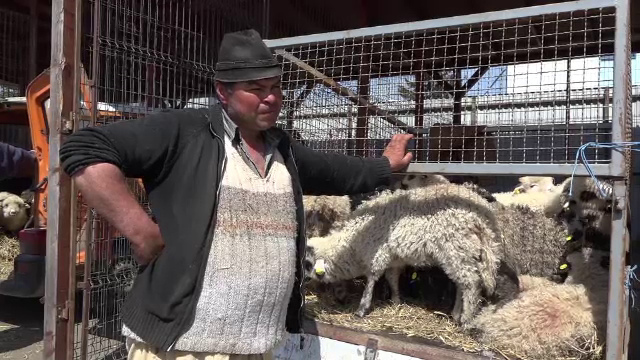 Crescătorii, supărați că mieii nu se vând, deși au scăzut prețul. Cât costă un kilogram