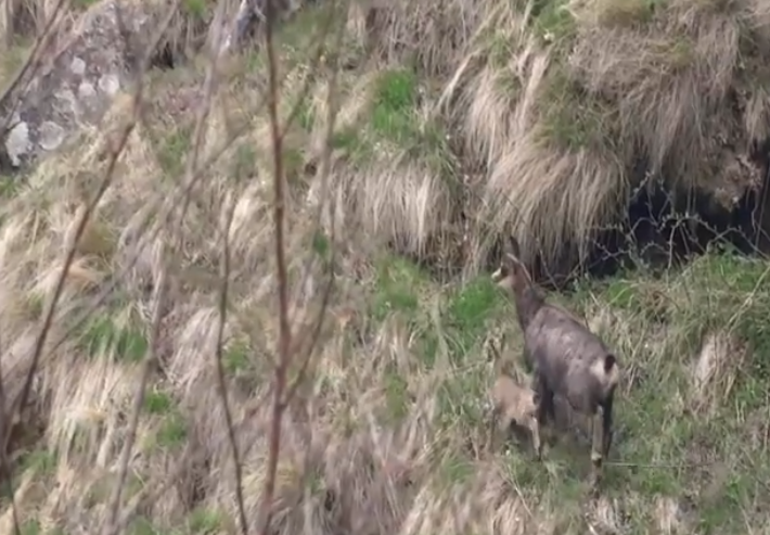 Imagini cu o capră neagră şi iedul ei, surprinse în Parcul Naţional Retezat. VIDEO