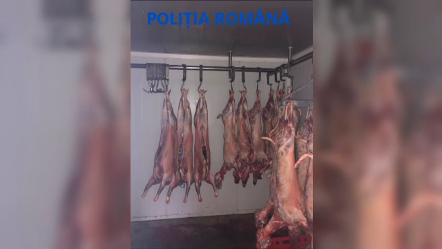 Peste o tonă şi jumătate de carne de miel, confiscată de polițiști. Care e motivul